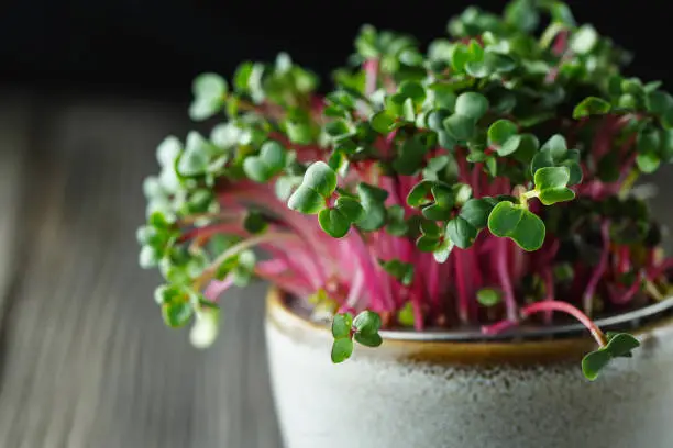 Close-up of radish microgreens - green leaves and purple stems. Sprouting Microgreens. Seed Germination at home. Vegan and healthy eating concept. Sprouted Radish Seeds, Micro greens. Growing sprouts.