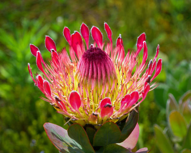 beautiful pink protea flower in africa - sugarbush imagens e fotografias de stock