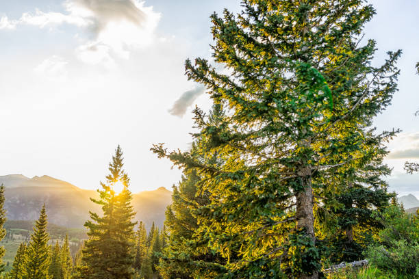 istock Sunrise sunlight sunburst through tree with sun rays in San Juan mountains in Silverton, Colorado in 2019 summer morning with forest landscape view 1190221027