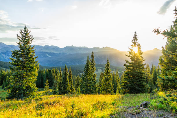 lever de soleil soleil sunburst par l'arbre dans les montagnes de san juan dans silverton, colorado en 2019 matin d'été avec vue de paysage de forêt - forest sunbeam tree light photos et images de collection