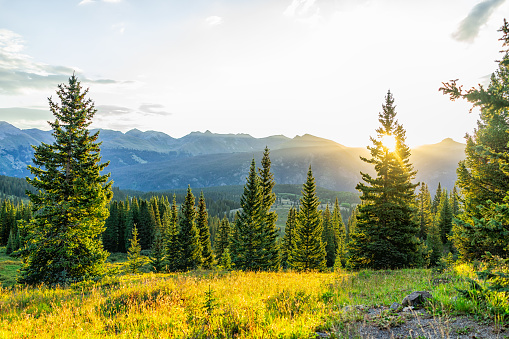 Sunrise sunlight sunburst through tree in San Juan mountains in Silverton, Colorado in 2019 summer morning with forest landscape view