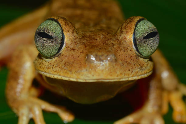 istock Emerald-eyed tree frog (Hypsiboas crepitans) from Panama 1190221801