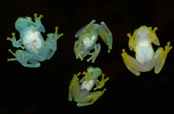 Glass frogs from Panama stock photo