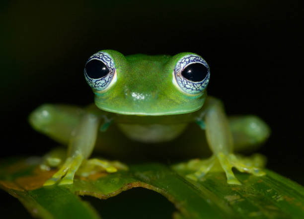 istock Glass frog Sachatamia ilex (Centrolenidae) from Panama 1190223007