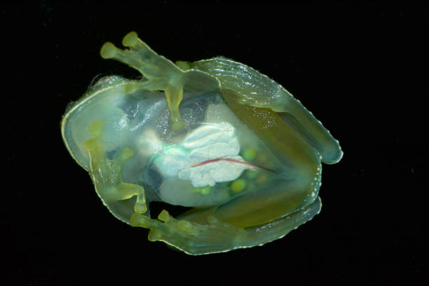 Glass frog Cochranella granulosa from Panama The glass frogs are frogs of the amphibian family Centrolenidae (order Anura). While the general background coloration of most glass frogs is primarily lime green, the abdominal skin of some members of this family is transparent. The internal viscera, including the heart, liver, and gastrointestinal tract, are visible through the skin, hence the common name is given as glass frog. Glass frogs are arboreal, meaning they mainly live in trees, and only come out for mating season. glass frog stock pictures, royalty-free photos & images