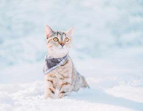Curious explorer tabby red cat wearing in bandana sitting in snowdrift in winter.