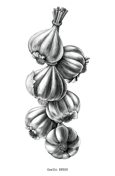 ilustrações de stock, clip art, desenhos animados e ícones de antique engraving illustration of garlic hand draw black and white clip art isolated on white background - garlic freshness isolated vegetarian food