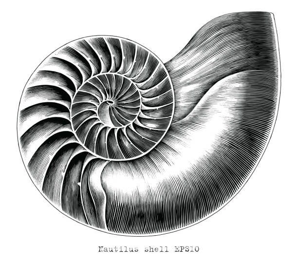 노틸러스 쉘 핸드 드 로우 흑백 클립 아트의 앤티크 인그레이빙 일러스트는 흰색 배경에 고립되어 있습니다. - shell stock illustrations