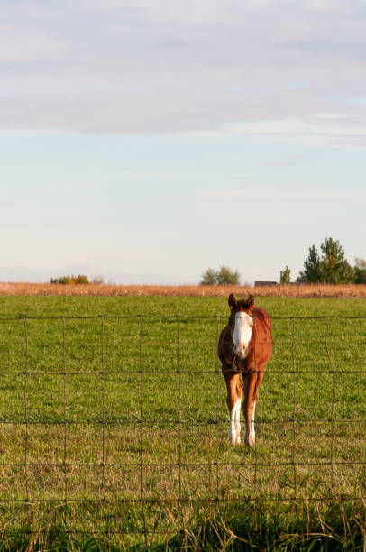 istock Young colt with a blaze face looking toward the camera 1190225550