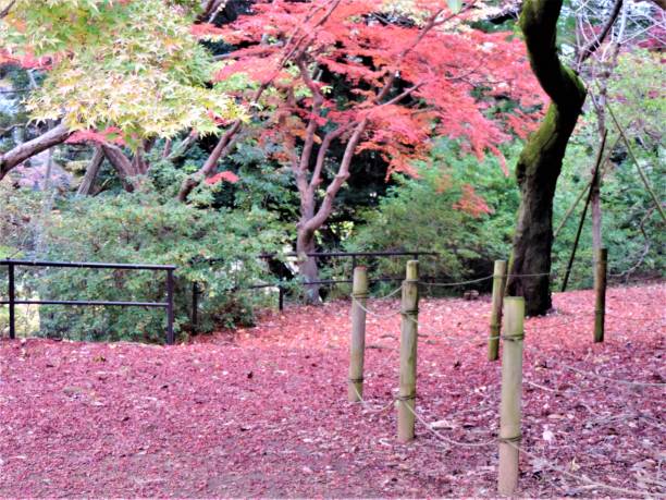 november. autumn finally came to the tokyo region and showed itself in all its glory. - tree area japanese fall foliage japanese maple autumn imagens e fotografias de stock