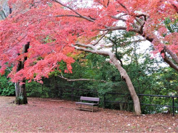 november. autumn finally came to the tokyo region and showed itself in all its glory. park - tree area japanese fall foliage japanese maple autumn imagens e fotografias de stock