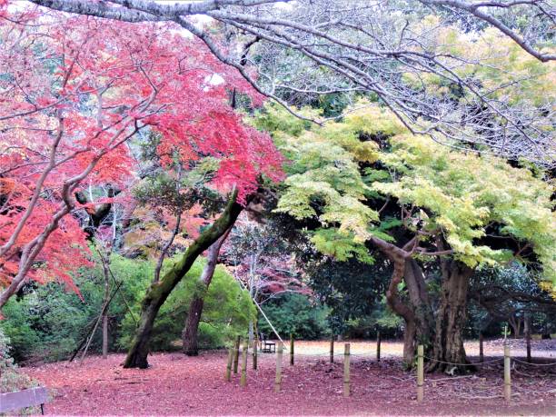 november. autumn finally came to the tokyo region and showed itself in all its glory. park - maple japanese maple leaf autumn imagens e fotografias de stock