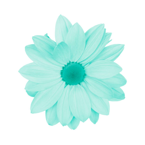 istock Blue daisy, chamomile or chrysanthemum macro photo isolated . 1190226202