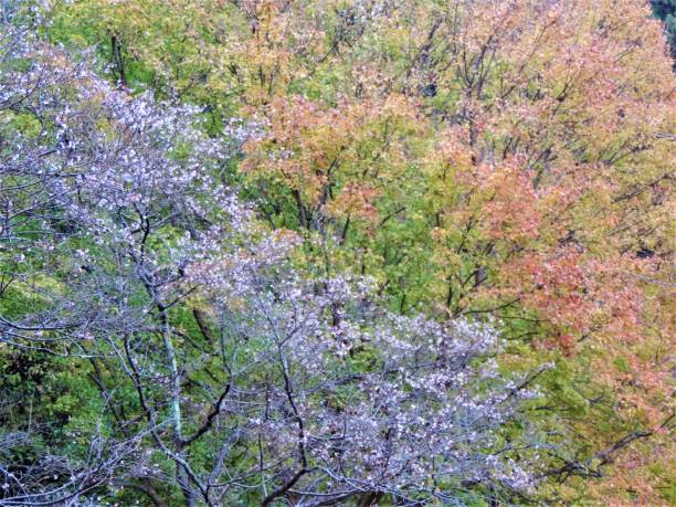 japan. november. park. eclectica. winter sakura, citrus fruits and red autumn leaves together. - tree area japanese fall foliage japanese maple autumn imagens e fotografias de stock