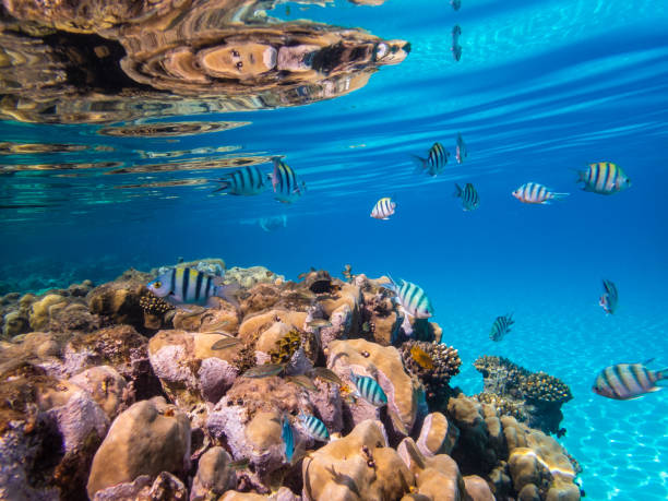 istock Tropical colour fish and coral reef 1190227861