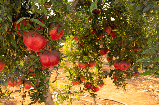 Red ripe pomegranate fruits on tree. Taken in Cyprus village