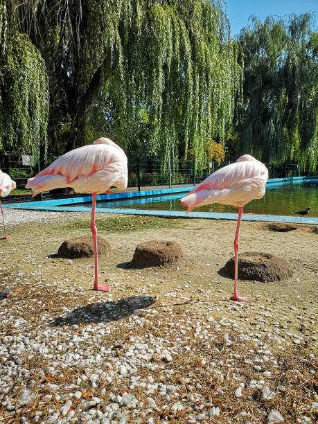 istock two ballet flamingos with synchronous graceful poses 1190230585
