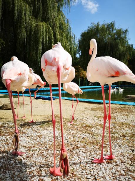 istock Flamingo models on the podium in the park 1190230730