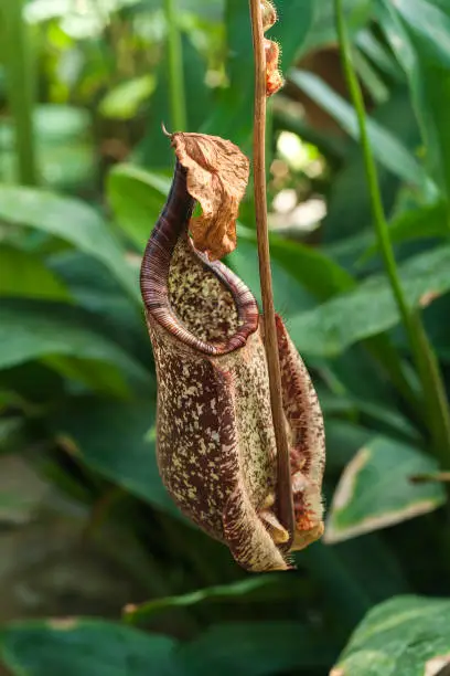 Nephentes carnivorous pitcher plants