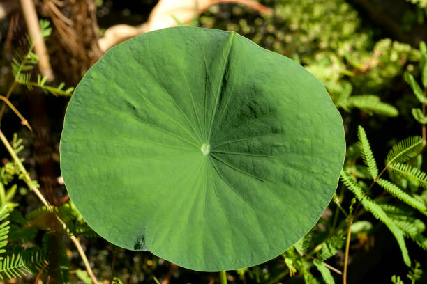 hoja verde loto - lotus leaf fotografías e imágenes de stock