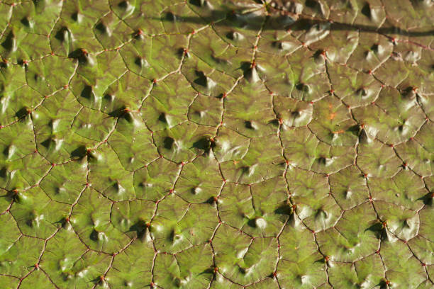 istock Euryale ferox green leaf detail 1190231112