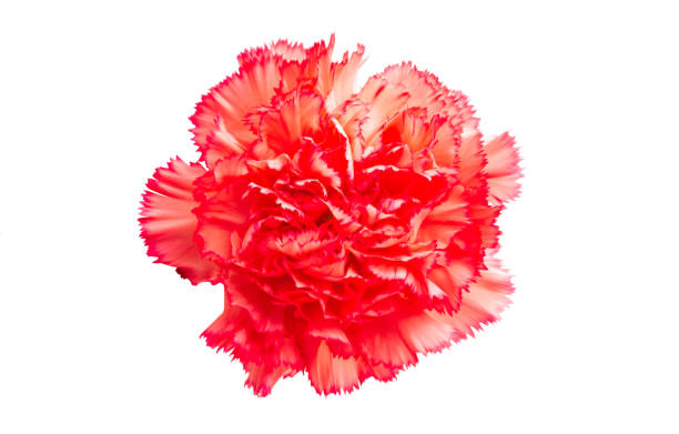 istock carnation flower isolated 1190233580