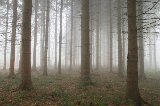 istock Haunted forest in a foggy day 1190234093