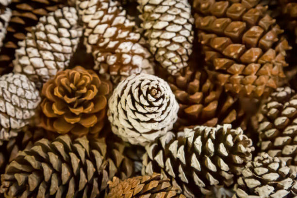 istock A Full Frame Photograph of Pine Cones 1190234111