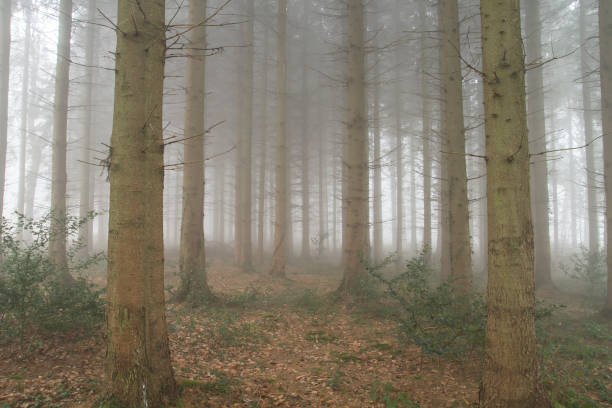 istock Pine trees woods in a foggy day 1190234127