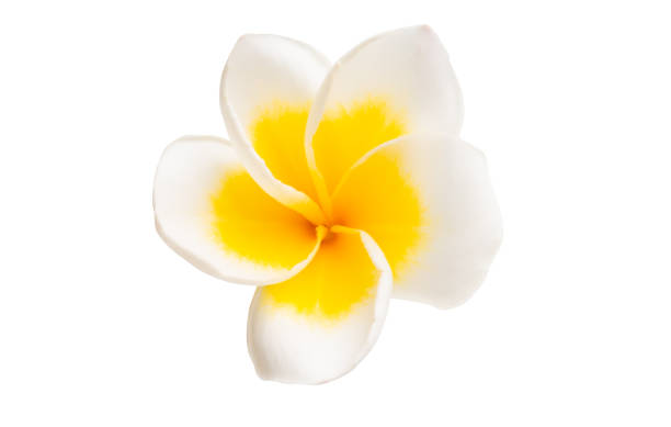 istock frangipani isolated 1190234881