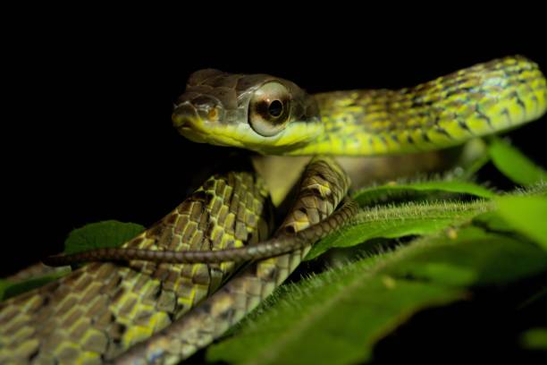 istock Juvenile snake Chironius fuscus from Atlantic rainforest, Brazil 1190234941