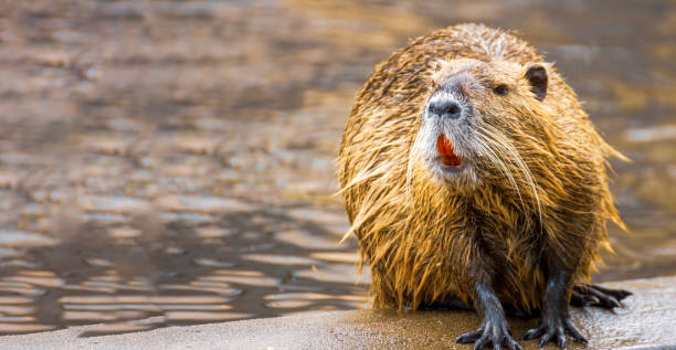 istock Beaver showing its red and orange teeth 1190235408