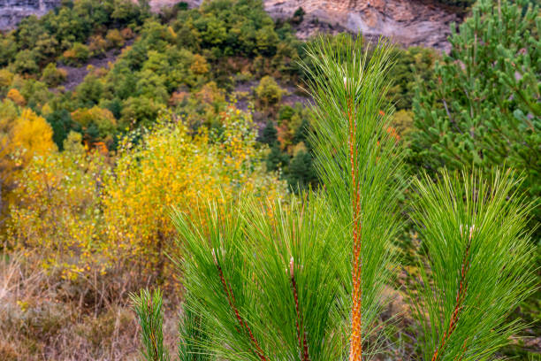 Deciduous and coniferous trees amid rivers and mountains during the autumn period