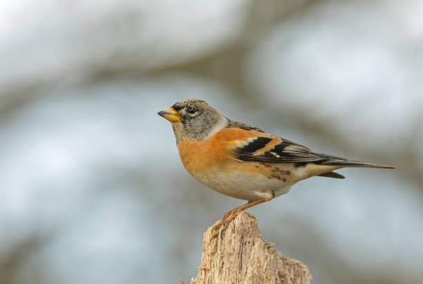 istock Male Brambling 1190239002