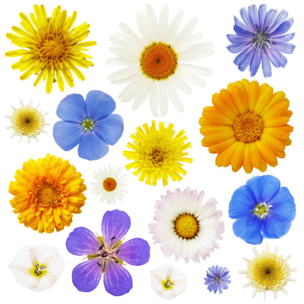 grande collection de fleurs sauvages d'isolement sur un fond blanc. les plantes sont utilisées dans divers médicaments - blue plate photos et images de collection