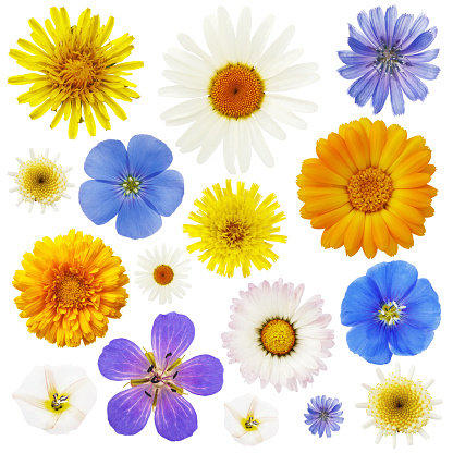 Large collection of wildflowers isolated on a white background. Plants are used in various medications