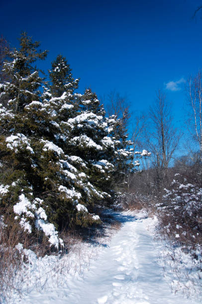 Snow covered pine trees at the wigwam brook wildlife sanctuary at the litchfield hills audubon society in Litchfield Connecticut.