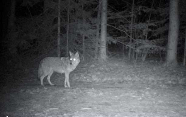istock Coyote Night Prowler 1190241880