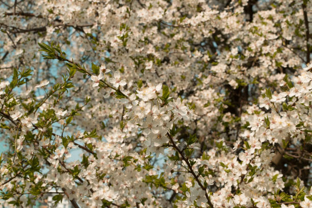 istock Beautiful Blossom Cherry Tree Flowers and Buds 1190241885