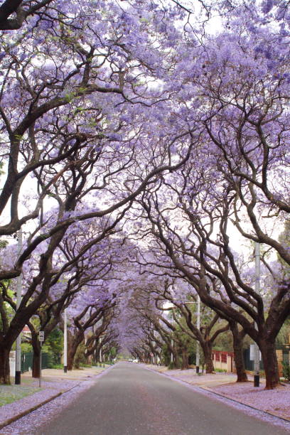 istock Canopy of blooming jacaranda trees 1190244769