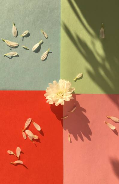 istock White flower with petals on pastel background 1190245276