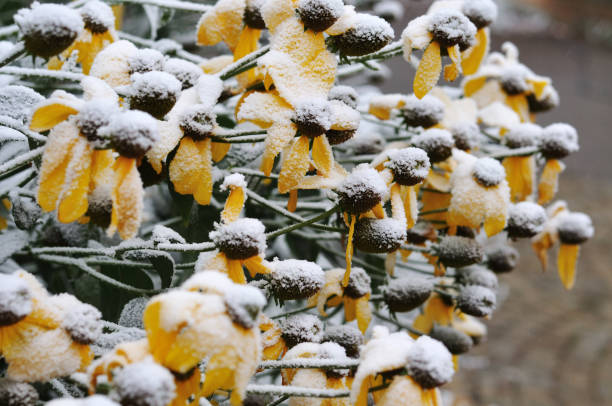 flowerbed with shiny coneflowers, rudbeckia nitida, with first snow on blossoms on cold morning in November