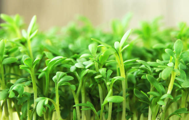 fresh green sprouts of cultivated garden cress tiny leaves of lepidum sativum or garden cress, a spicy herb and salad ingredient cress stock pictures, royalty-free photos & images