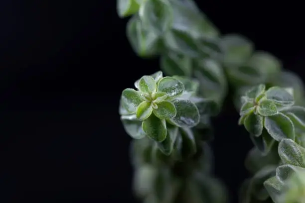 Photo of Macro photo of the radiator plant Peperomia columella, a small succulent plant from South America