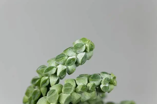 Photo of Macro photo of the radiator plant Peperomia columella