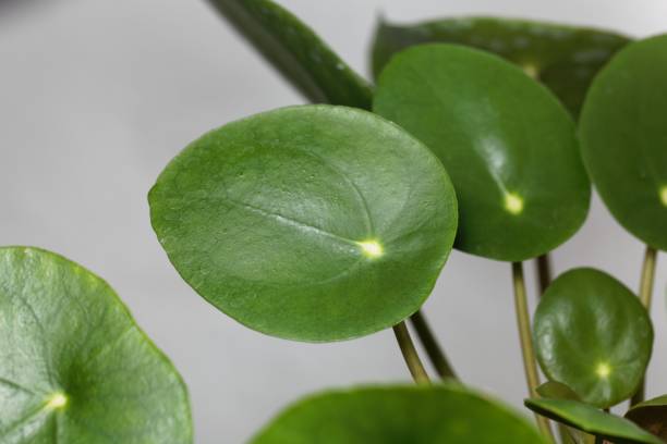 istock Chinese money plant, Pilea peperomioides 1190246805