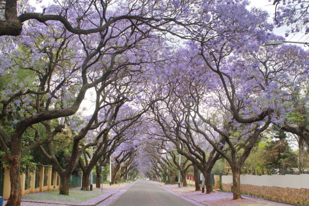istock Canopy of blooming jacaranda trees 1190247835