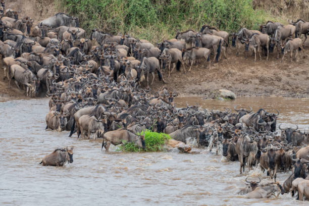 istock Wildebeest migration- tanzania 1190248559
