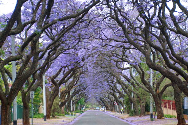 istock Canopy of blooming jacaranda trees 1190248909
