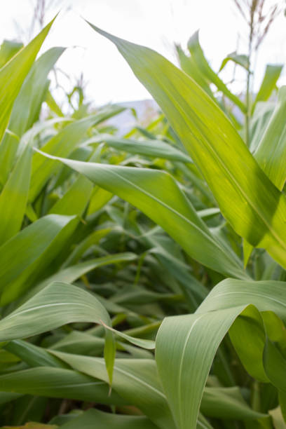 istock Corn field with flowers crane and line 1190249535